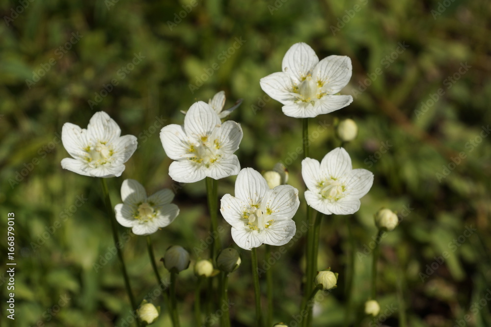 Studentenröschen - Parnassia palustris Studentenröschen - Parnassia palustris