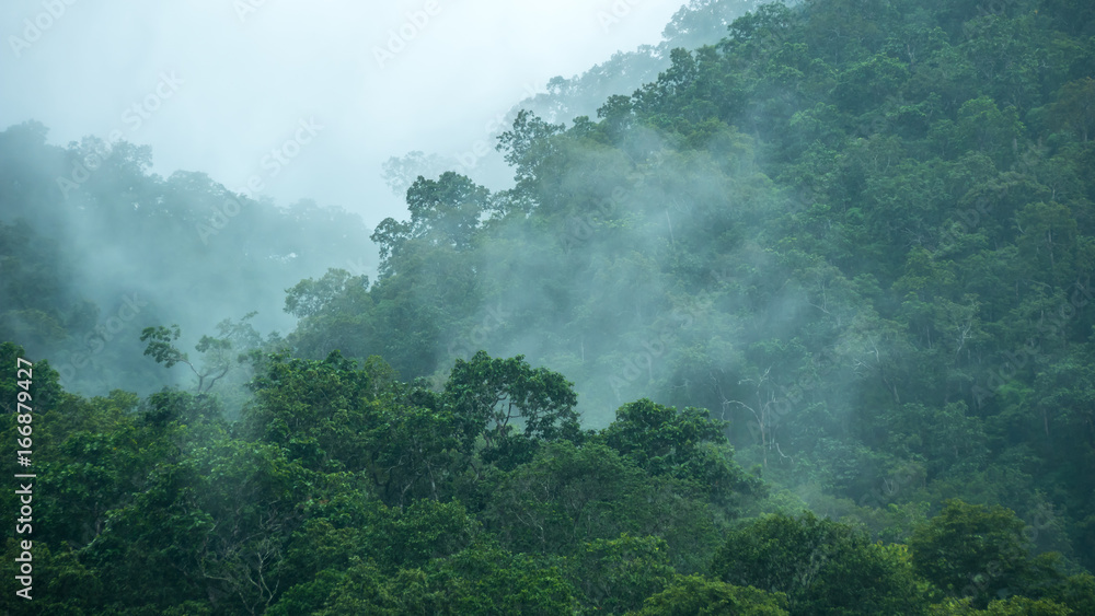 Obraz premium Mgła nad lasem deszczowym