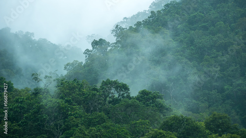 The mist over rainforest