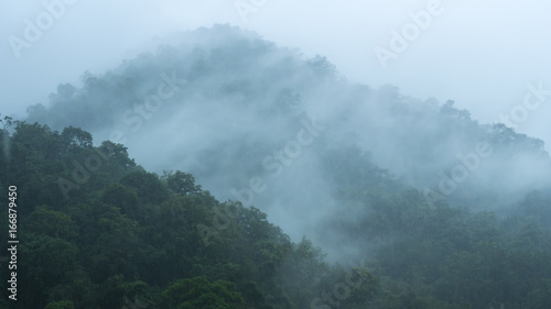 The mist over rainforest photo