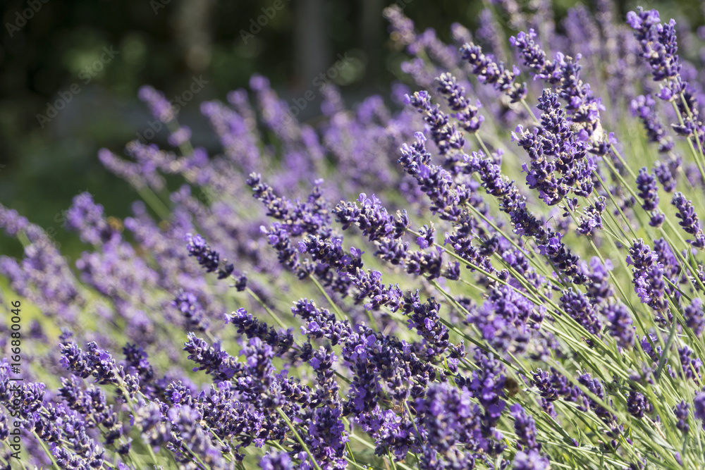 Fototapeta premium Lavendel - Lavandula angustifolia