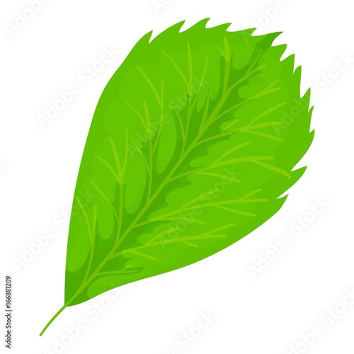 Elm leaf icon  cartoon style