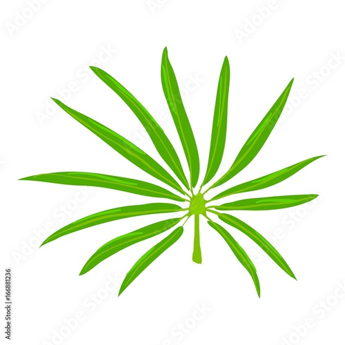 Paml leaf icon, cartoon style