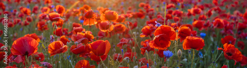 Poppy meadow in the beautiful light of the evening sun