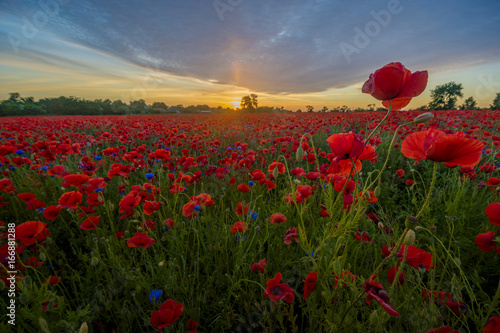 Poppy meadow in the beautiful light of the evening sun