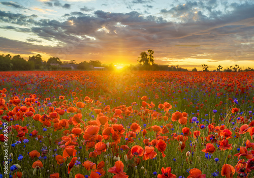 Poppy meadow in the beautiful light of the evening sun