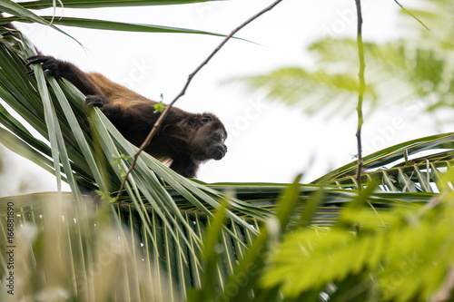 A howler monkey sitting in the tree tops of a forest