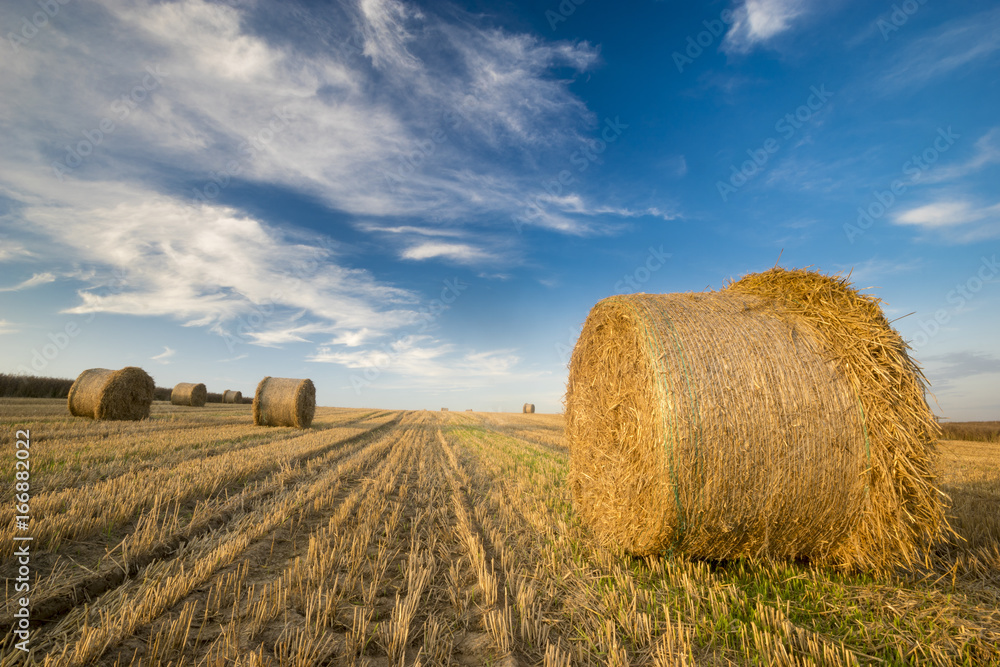 Field after harvest, straw bales on stubble