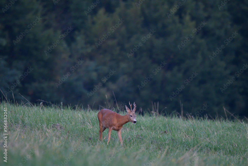 doe on the meadow grazing doe on the meadow grazing