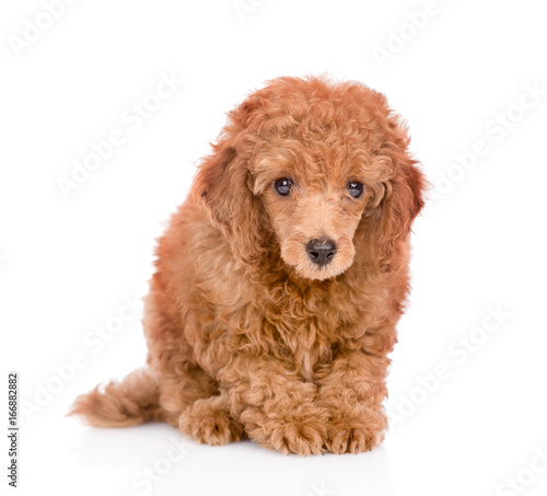 Red dwarf poodle puppy looking at camera. isolated on white background