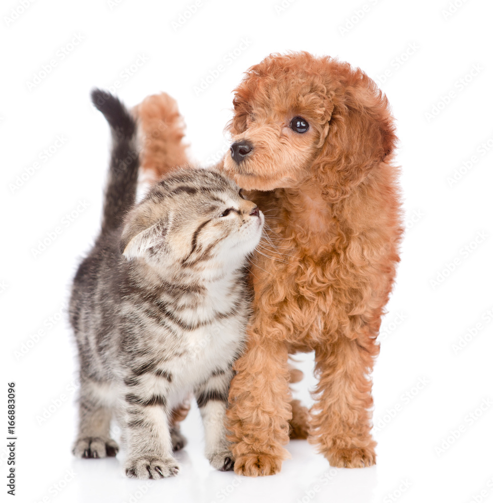 Playful cat and poodle puppy together. isolated on white background Playful cat and poodle puppy together. isolated on white background