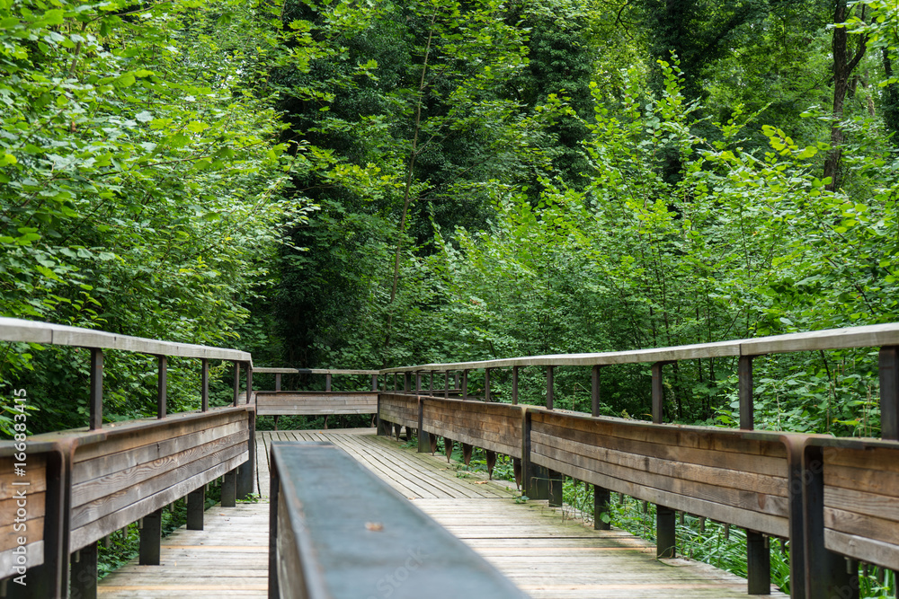 Fototapeta premium mystic wood path in forest