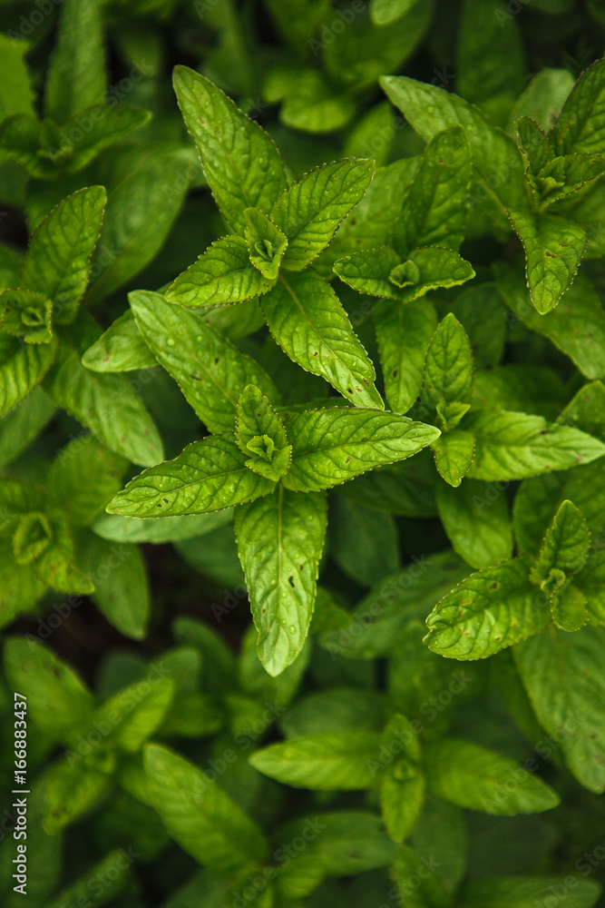 Lemon balm on the bed. Mint top view.
