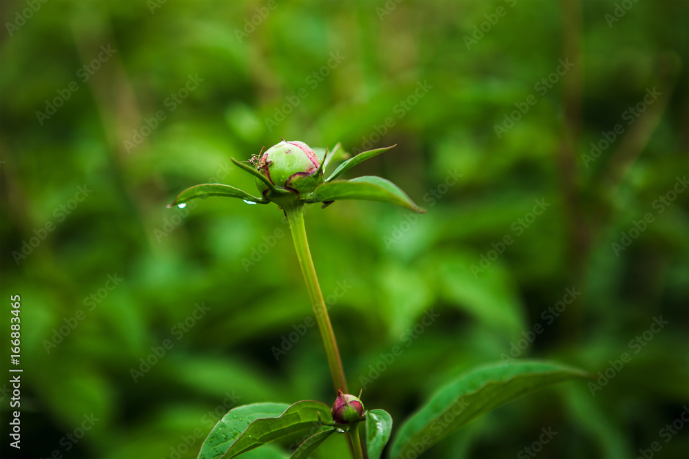 Not a blown peony bud on the bed. Not a blown peony bud on the bed.