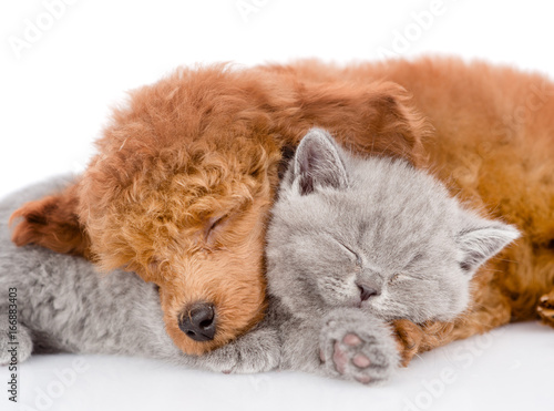 Close up poodle puppy and tiny kitten sleeping together. isolated on white background