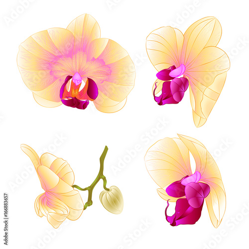 Yellow Orchid Phalaenopsis beautiful flower closeup set second vintage vector editable illustration hand draw