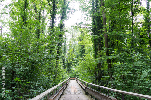 mystic wood path in forest © DSGNSR
