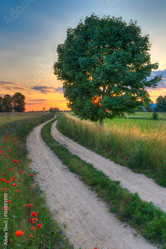 Fototapeta Naklejka Na Ścianę i Meble -  Summer landscape with country road and fields of wheat. Masuria, Poland.