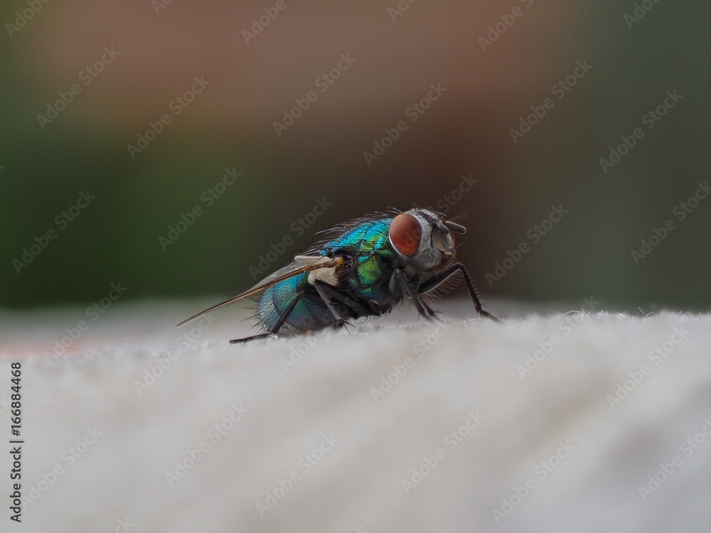 Fototapeta premium Fly