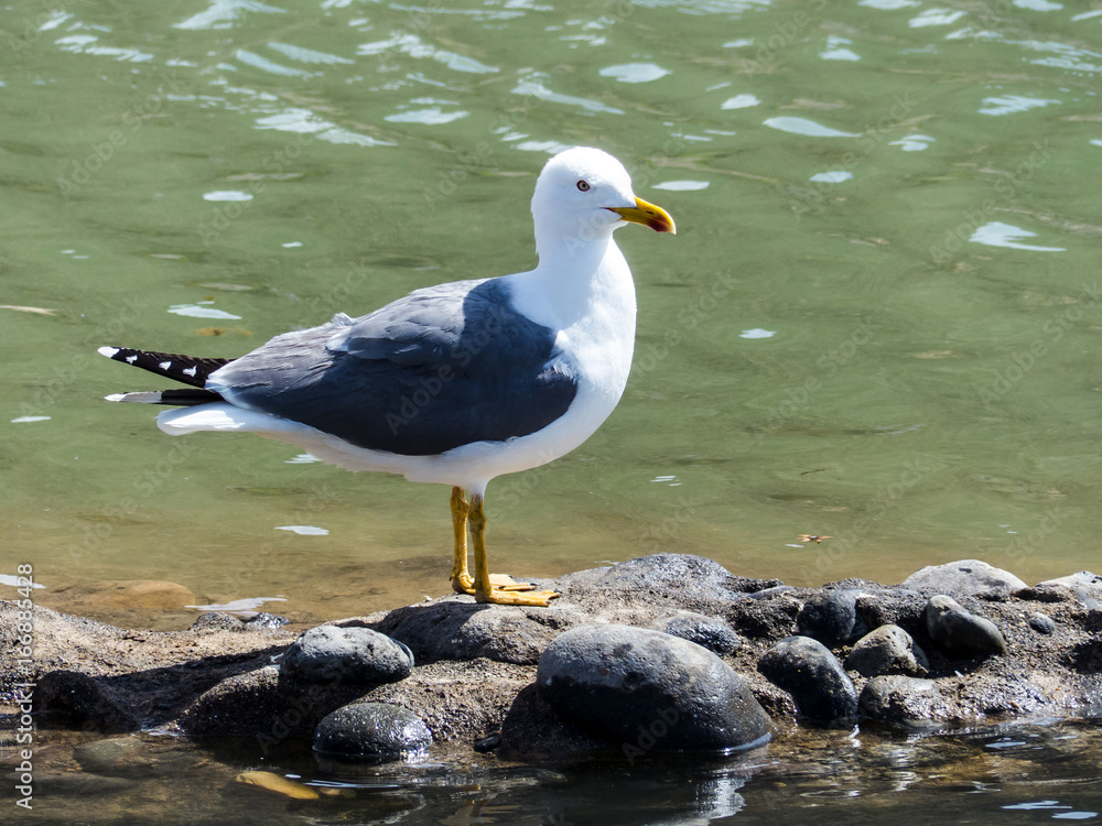 Seagull in the Canary Island Fuerteventura Seagull in the Canary Island Fuerteventura