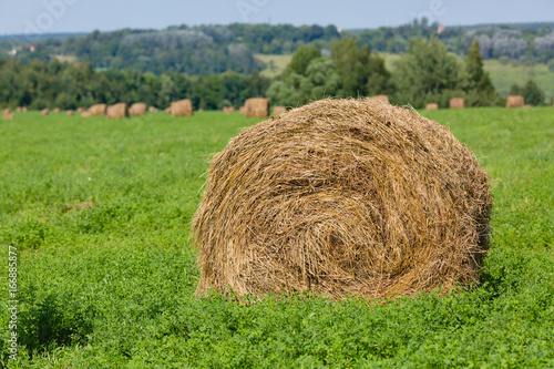 Straw bales in a field