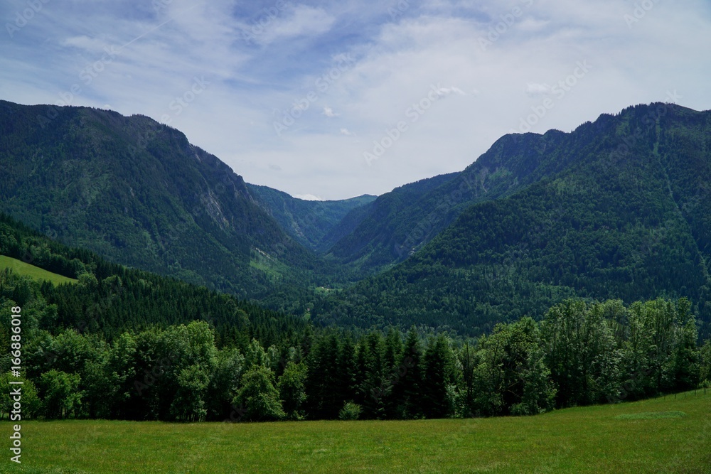 Wundervolle grüne Waldlandschaft