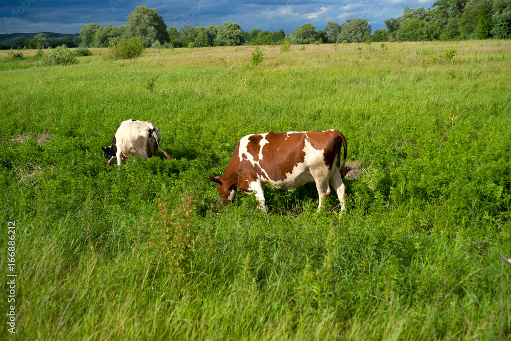 Cow on a summer pasture.