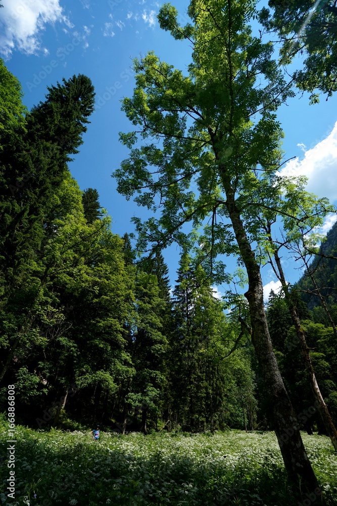 Fototapeta premium Idyllische Wiese im Wald