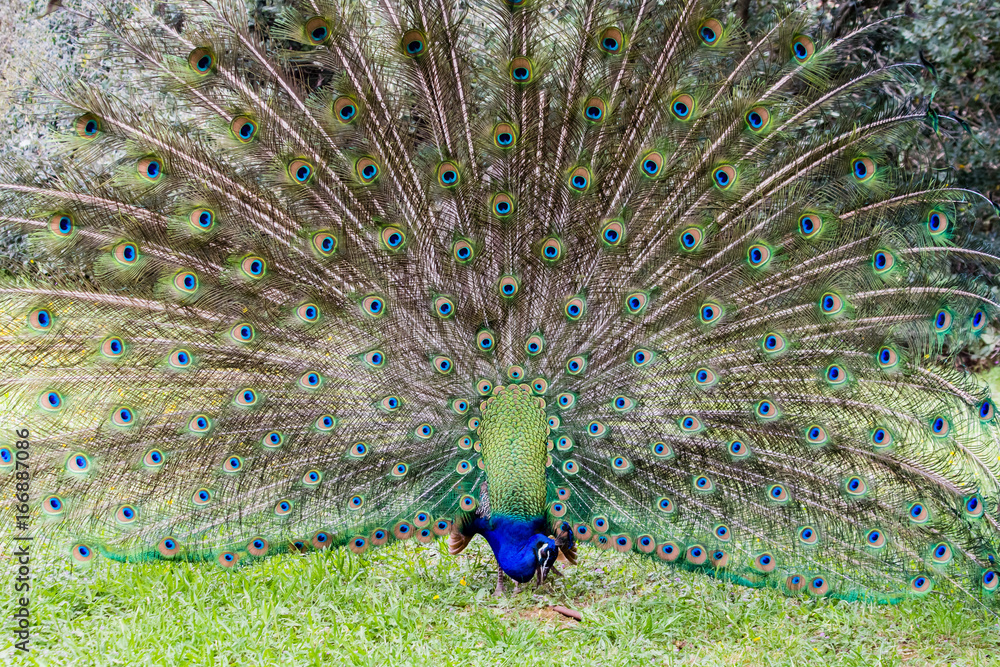 Obraz premium peacock