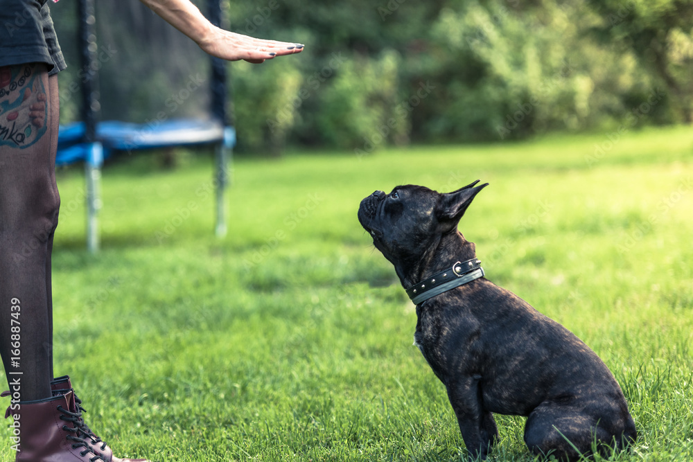 Young female teaching French Bulldog obiedence Young female teaching French Bulldog obiedence