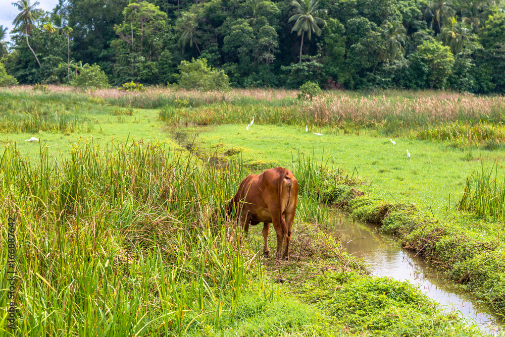 Rice growing in the Polgahamulla district on the way to the town of Tangalle in southern Sri Lanka. Agriculture and cattle farming dominate the landscape. Rice growing in the Polgahamulla district on the way to the town of Tangalle in southern Sri Lanka. Agriculture and cattle farming dominate the landscape.