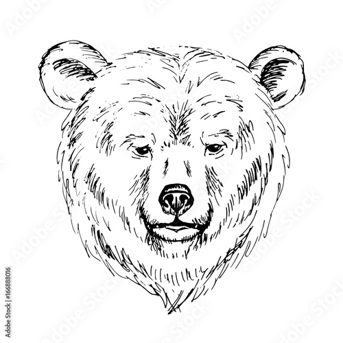 Sketch by pen of a bear  head