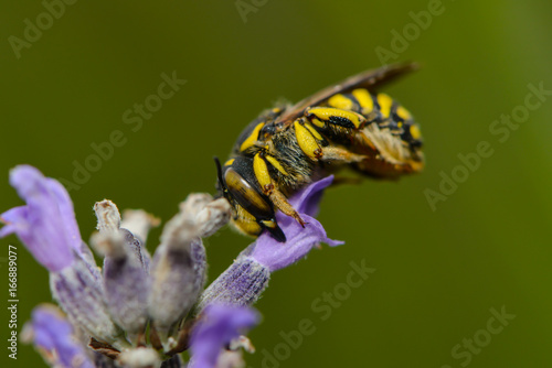 Blattschneiderbiene auf einer Lavendelblüte © nounours1