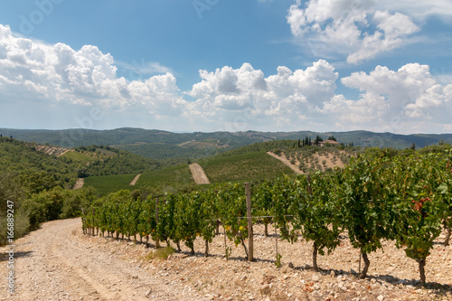 Weinberge in der Chianti-Region, Toskana, Italien
