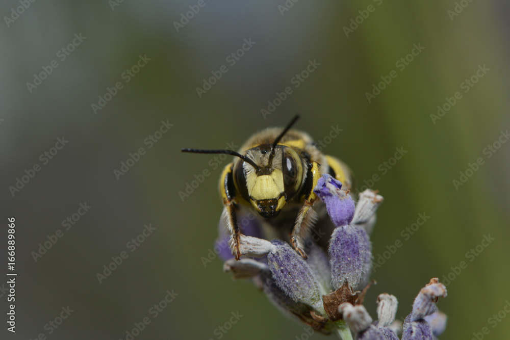 Blattschneiderbiene auf einer Lavendelblüte Blattschneiderbiene auf einer Lavendelblüte