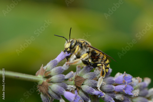Blattschneiderbiene auf einer Lavendelblüte