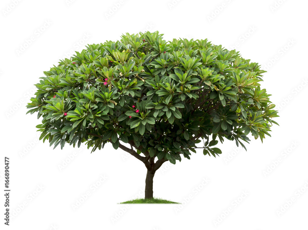 Isolated frangipani or plumeria tree on white background Isolated frangipani or plumeria tree on white background