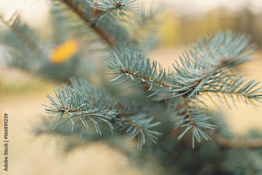 blue spruce twig with hoar frost in autumn morning blue spruce twig with hoar frost in autumn morning