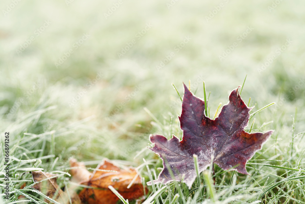 fallen frosted autumn maple leaves on grass fallen frosted autumn maple leaves on grass