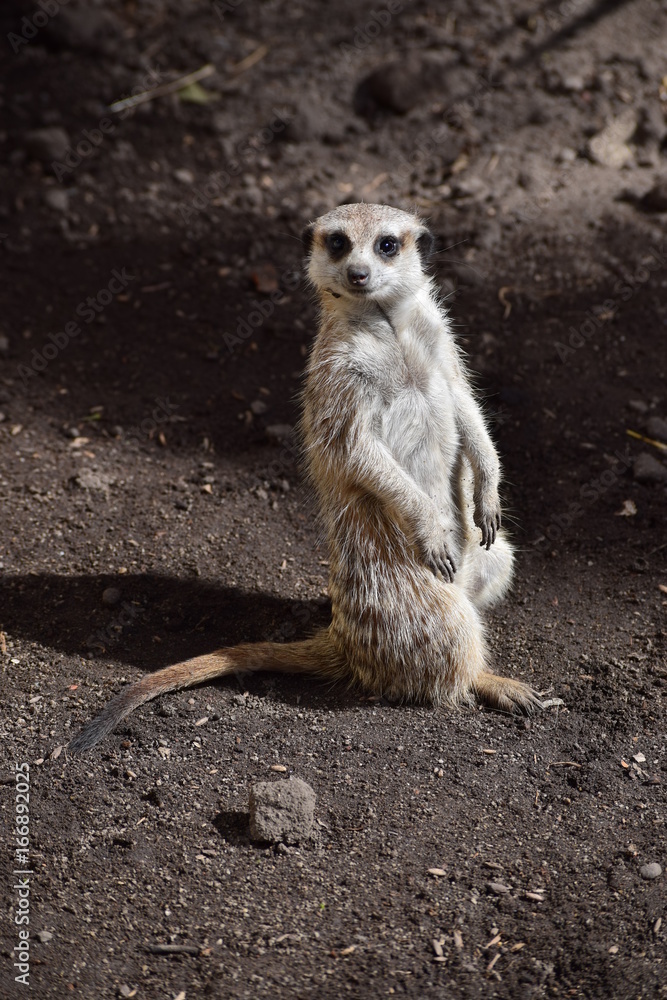 Fototapeta premium Meerkat