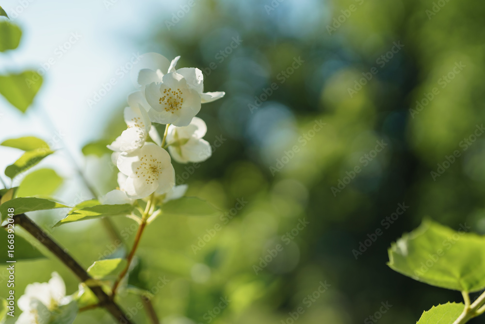 Obraz premium white jasmine flowers in sunny summer evening