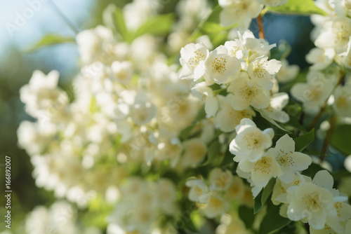 white jasmine flowers in sunny summer evening