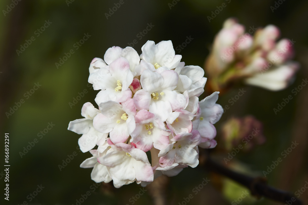 Viburnum bodnantense