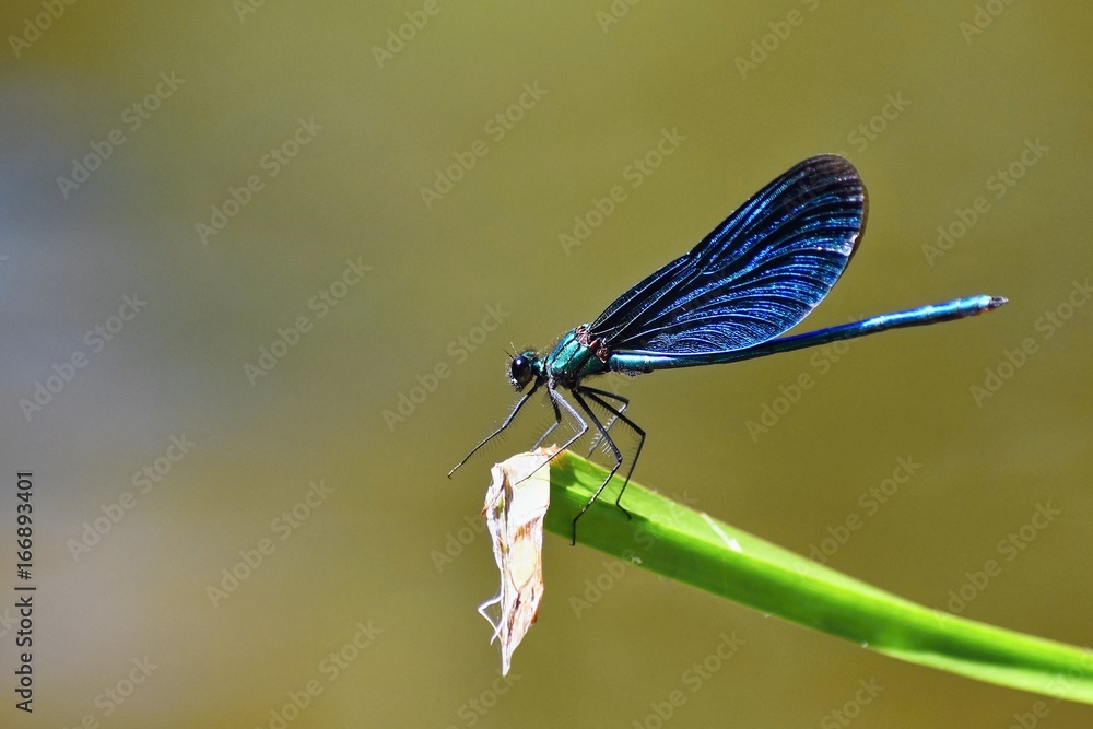 Closeup of dragonfly Calopteryx virgo Closeup of dragonfly Calopteryx virgo