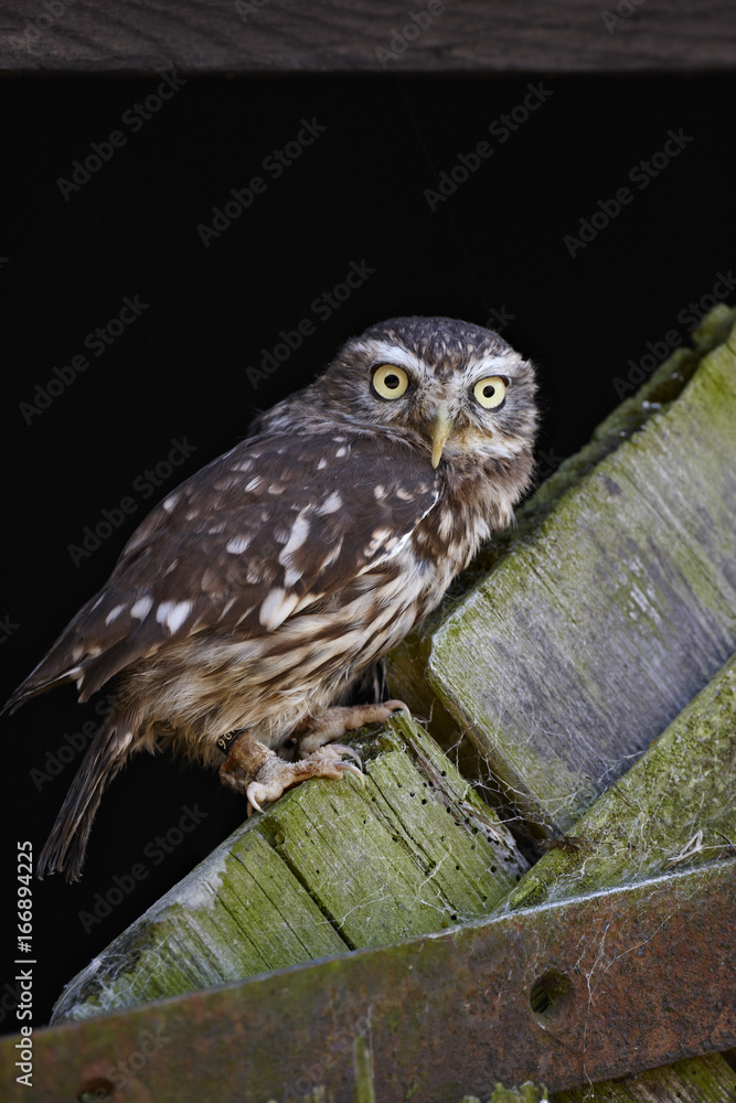 Fototapeta premium Little Owl