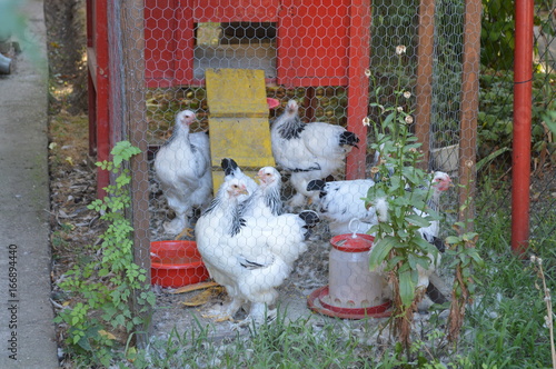 Decorative chickens in a cage