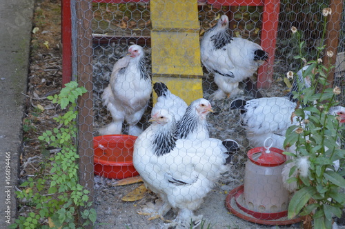 Decorative chickens in a cage