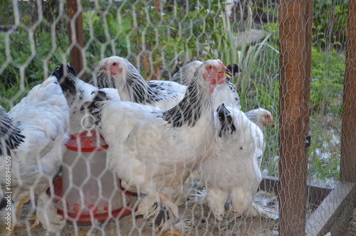 Decorative chickens in a cage