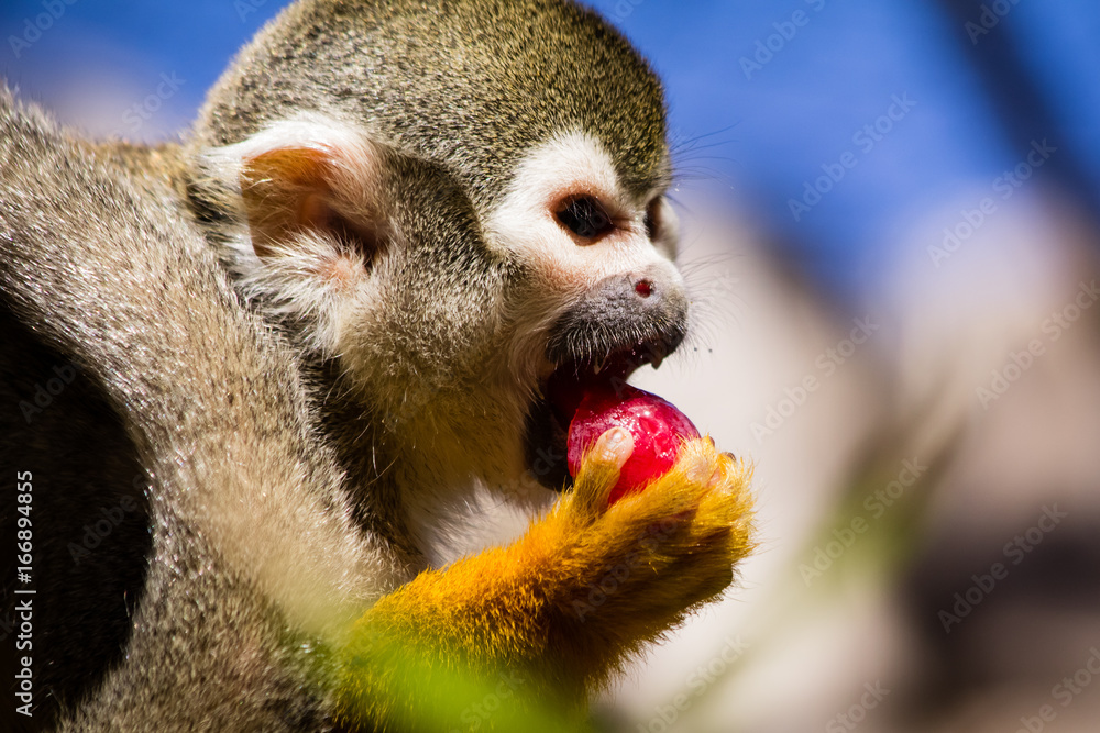 Obraz premium monkey saimiri in close-up