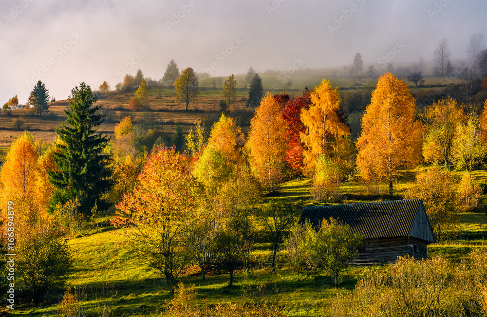 Fototapeta premium abandoned wooden house in autumn forest